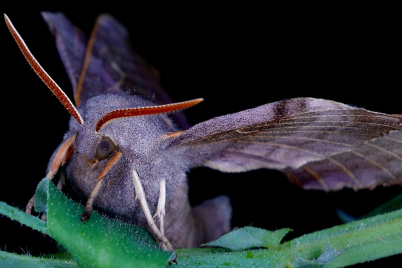 Můra — noční motýl zblízka