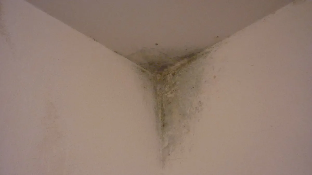 Plíseň na zdi v rohu místnosti