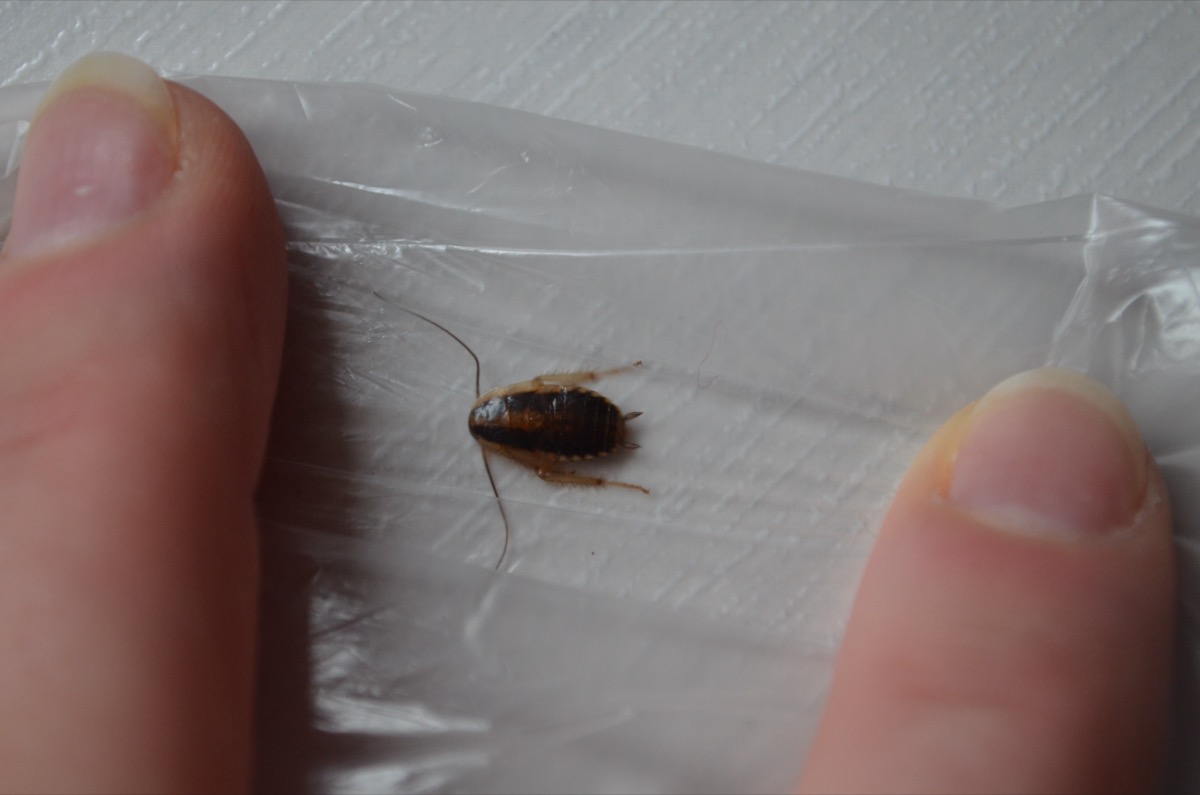 Rus domácí — nejčastější typ švába v českých domácnostech