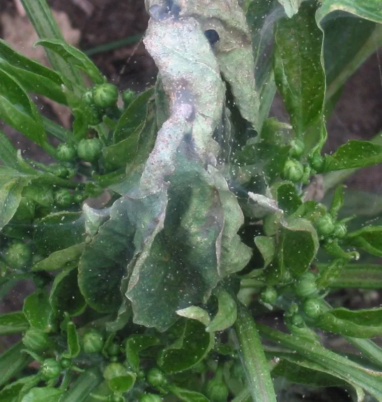 Sviluška — drobný škůdce rostlin